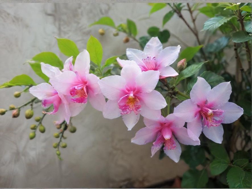 一片百花盛开的繁盛花海,色彩绚丽,阳光明媚,充满生机与活力。